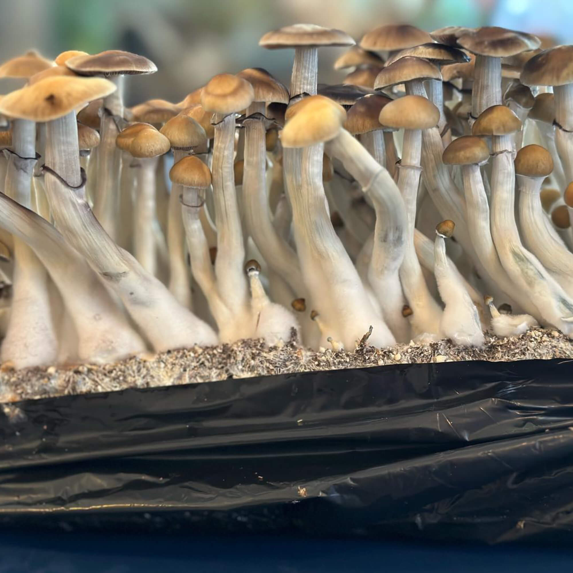 Mushroom Cultivation for Beginners: A Step-by-Step Guide