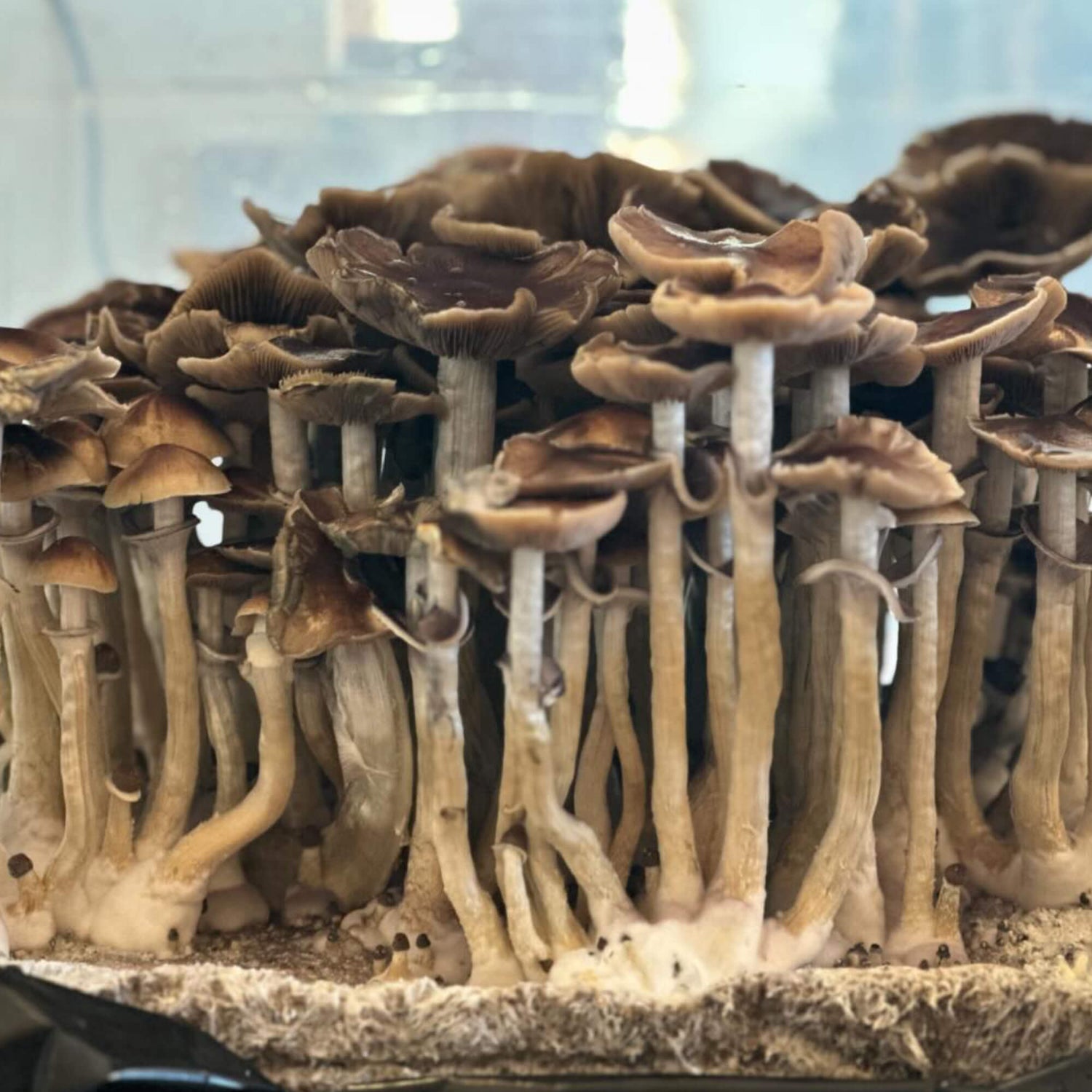 The Healing Power of Mushrooms: A Journey to Holistic Wellness